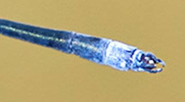 Male Powdered Wiretail damselfly detail